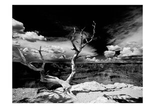Valokuvatapetti - Grand Canyon puu 400x309 cm hinta ja tiedot | Valokuvatapetit | hobbyhall.fi