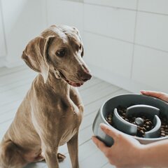 Hunter rehuastia koirille, 900 ml. hinta ja tiedot | Ruokakupit ja ruokintatarvikkeet | hobbyhall.fi