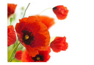 Valokuvatapetti - Poppies on the wihite background 400x309 cm hinta ja tiedot | Valokuvatapetit | hobbyhall.fi