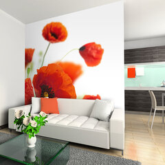 Valokuvatapetti - Poppies on the wihite background 400x309 cm hinta ja tiedot | Valokuvatapetit | hobbyhall.fi