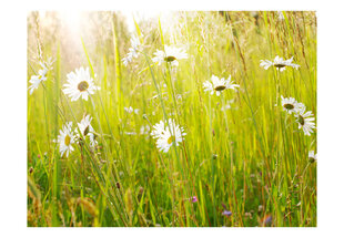 Valokuvatapetti - Daisy alalla 400x309 cm hinta ja tiedot | Valokuvatapetit | hobbyhall.fi