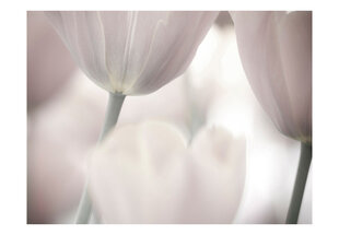 Valokuvatapetti - Tulips fine art - black and white 450x270 cm hinta ja tiedot | Valokuvatapetit | hobbyhall.fi