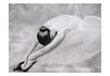 Valokuvatapetti - photo: ballerina 400x309 cm hinta ja tiedot | Valokuvatapetit | hobbyhall.fi
