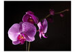 Valokuvatapetti - stylish orchis 450x270 cm hinta ja tiedot | Valokuvatapetit | hobbyhall.fi