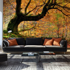 Valokuvatapetti - Autumn, forest and leaves 450x270 cm hinta ja tiedot | Valokuvatapetit | hobbyhall.fi