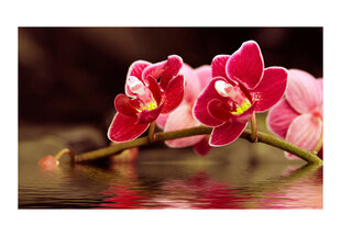 Valokuvatapetti - Kaunis orkidea kukkia veden 450x270 cm hinta ja tiedot | Valokuvatapetit | hobbyhall.fi