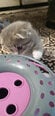 Trixie-kissanlelu, 25 x 13 cm Internetistä
